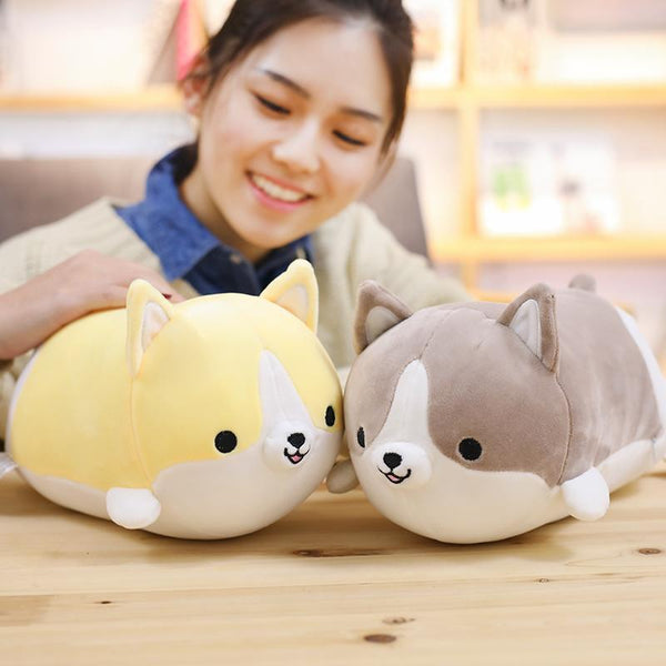 Small yellow and gray corgi - with Asian model smiling in the background 